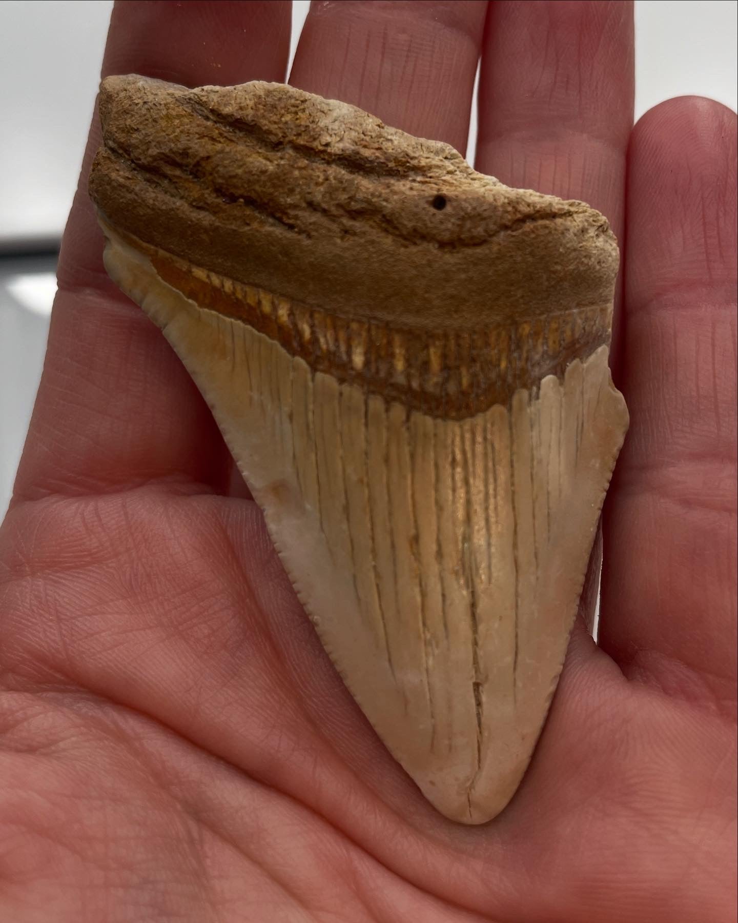 2.77 inch Megalodon Tooth