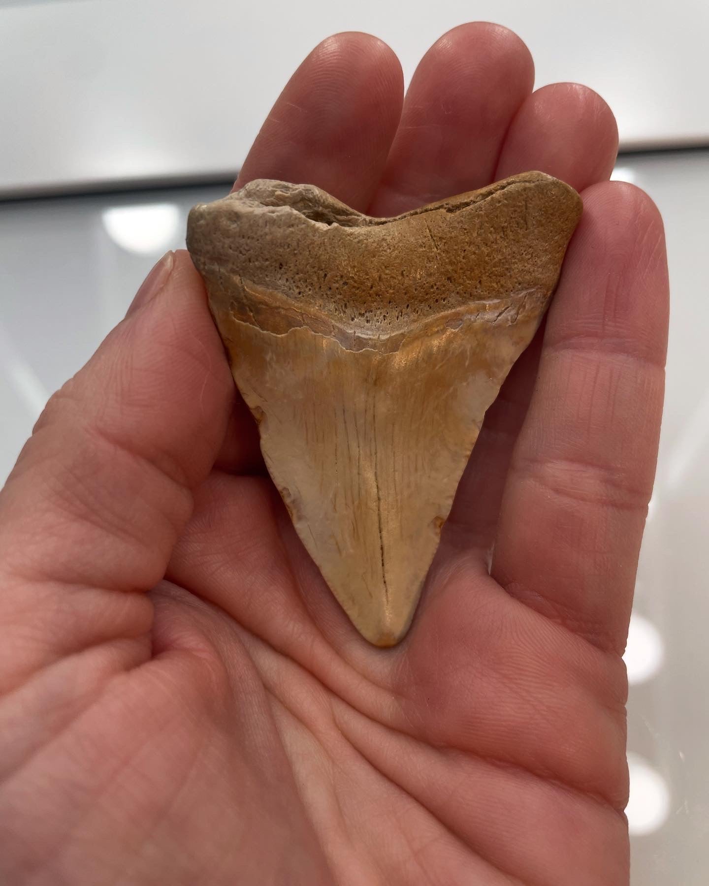 2.36 inch Megalodon Tooth