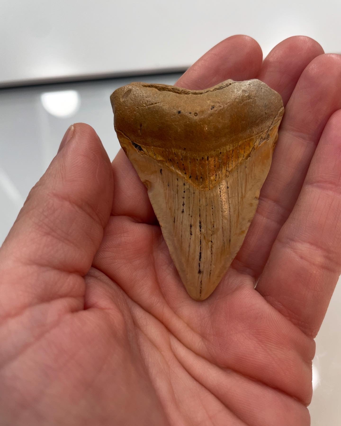 2.36 inch Megalodon Tooth