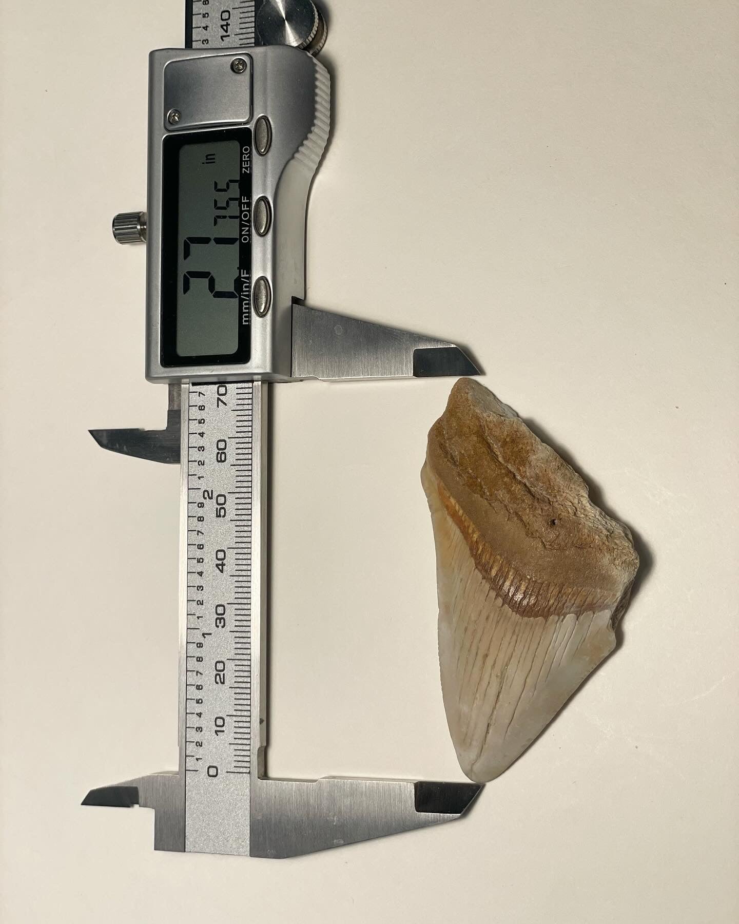 2.77 inch Megalodon Tooth