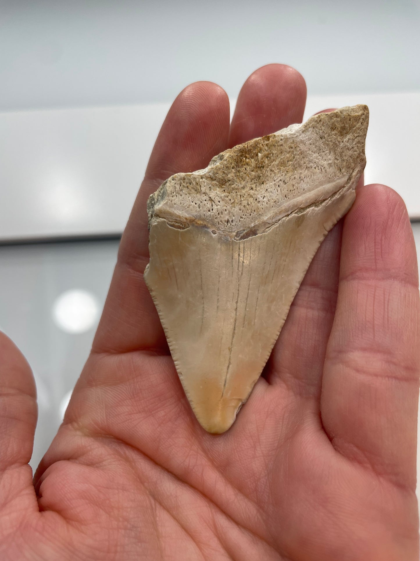 2.77 inch Megalodon Tooth