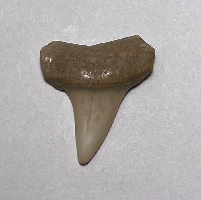 1.0 inch Extinct Mako Tooth