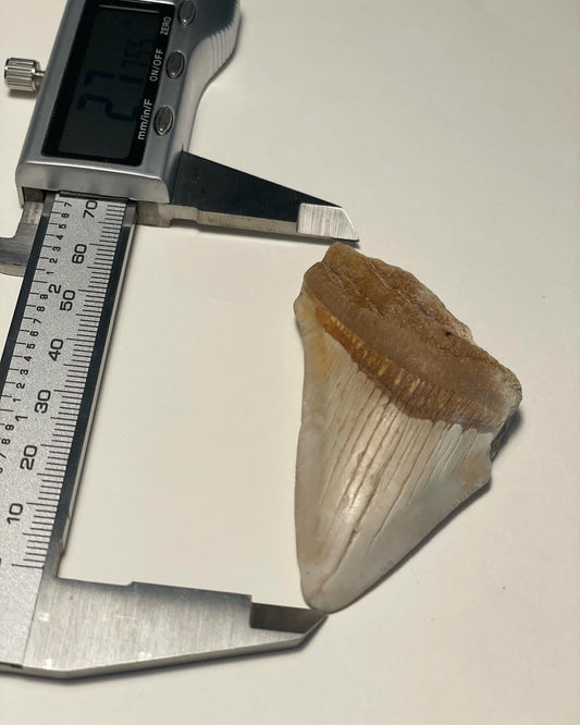2.77 inch Megalodon Tooth