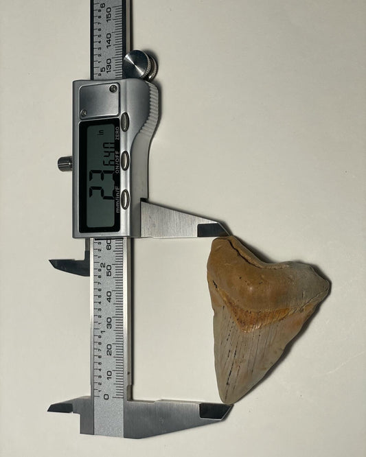 2.36 inch Megalodon Tooth