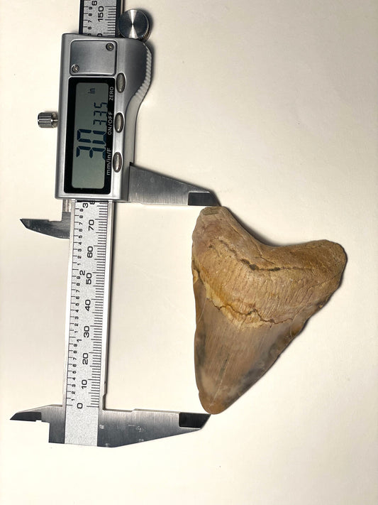 3 inch Megalodon Tooth