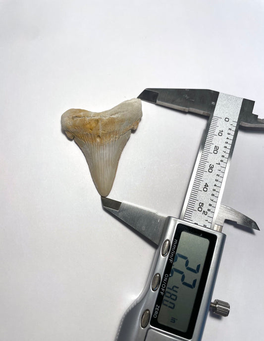 2.2 inch Angustiden Tooth